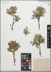 Foto von Salix glauca L.